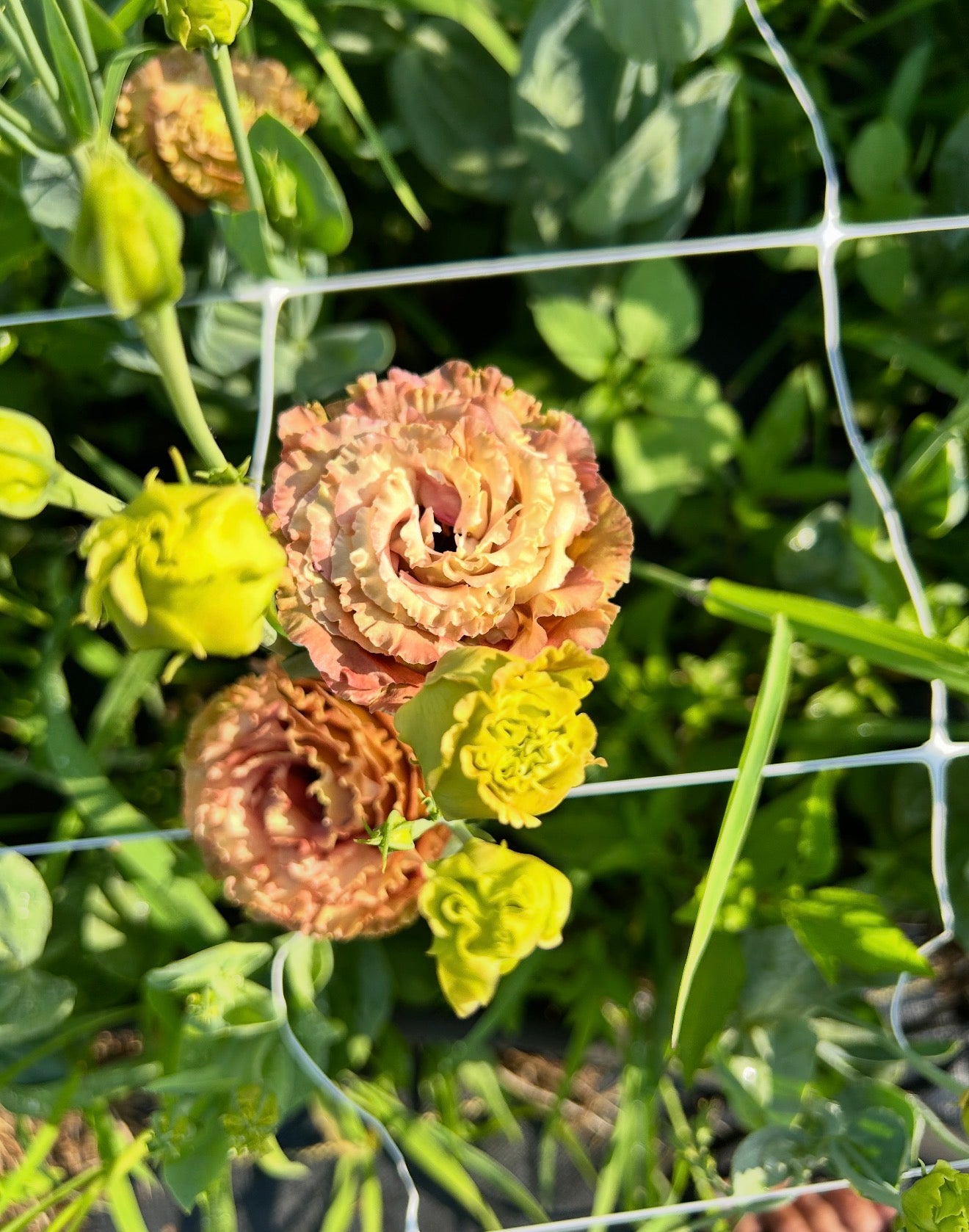 Rosanne Lisianthus Plugs – Terra Cotta