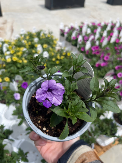 Mini Vista Supertunia Indigo – Proven Winners® Trailing Petunia – Vibrant Purple Annual
