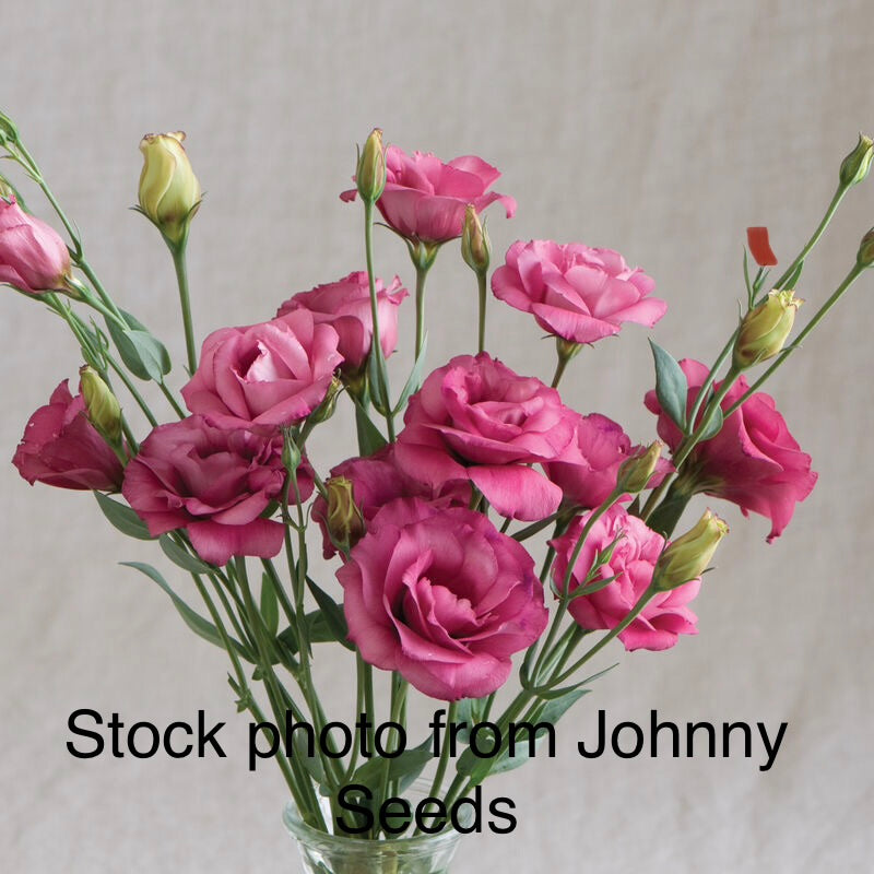 Arena Lisianthus Plugs – Red