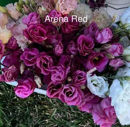 Mixed Trays-Late Seeded