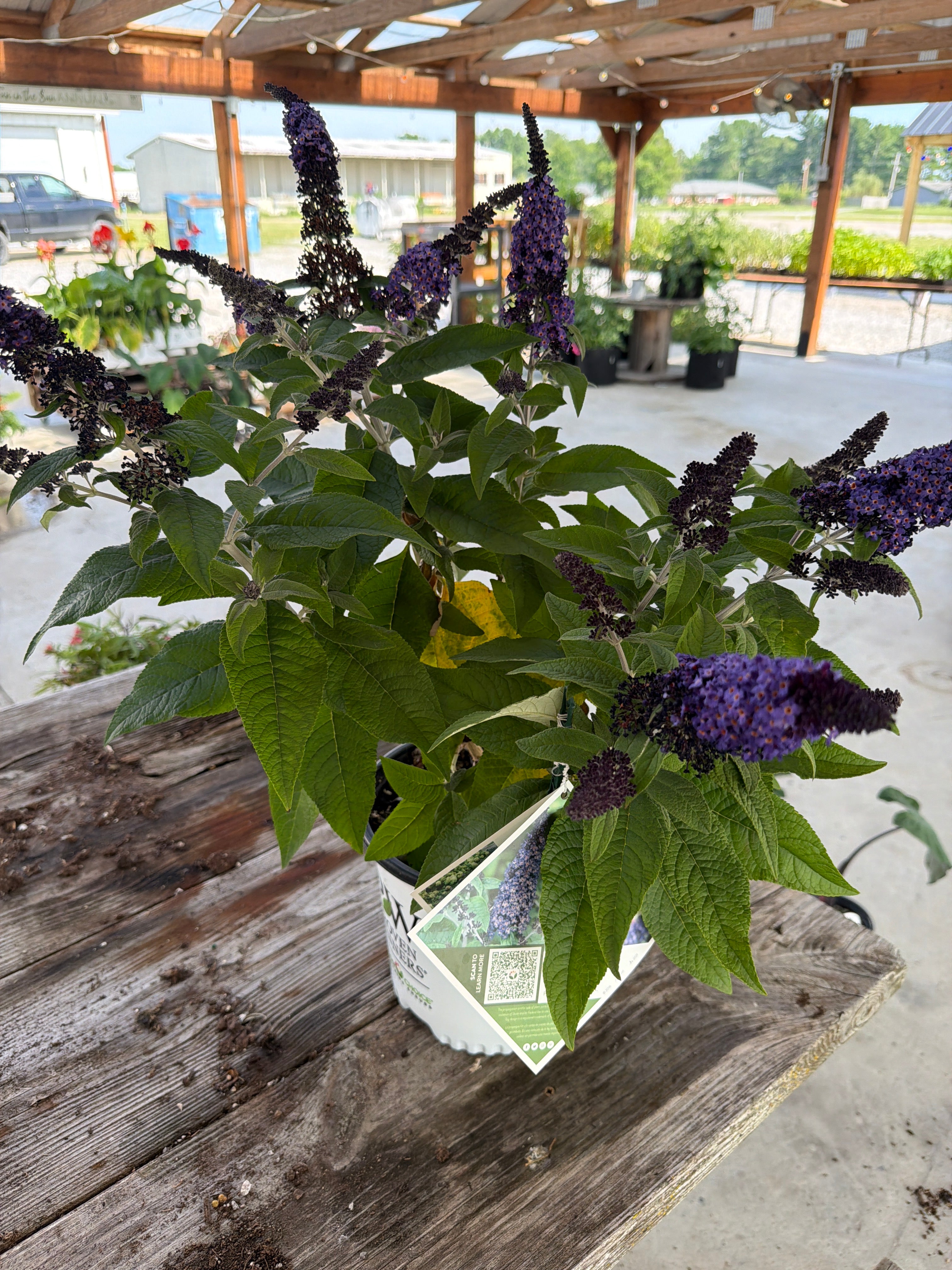 Pugster, blue dwarf, butterfly bush