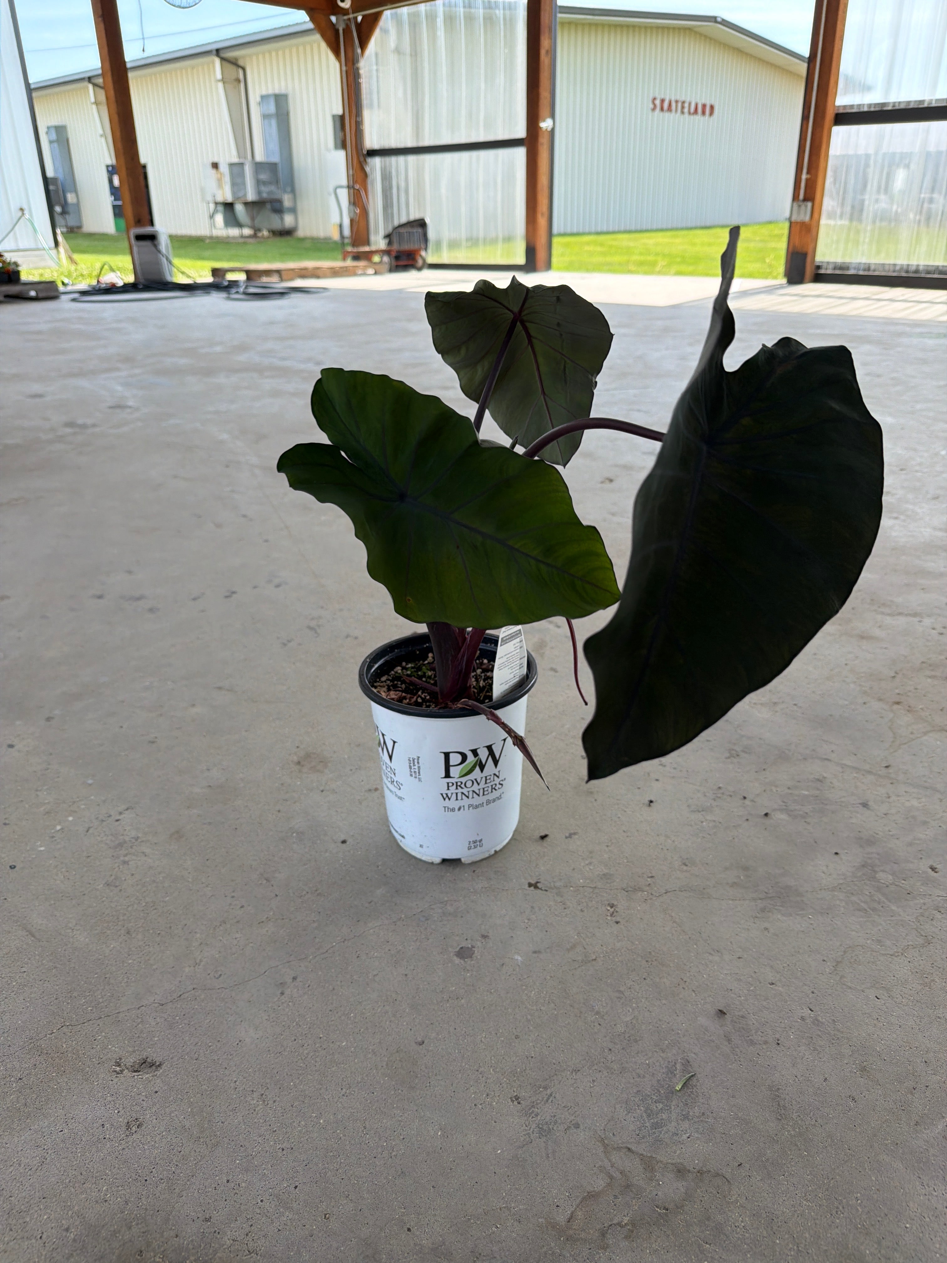 Island Giants, heart of the jungle, Colocasia esculenta