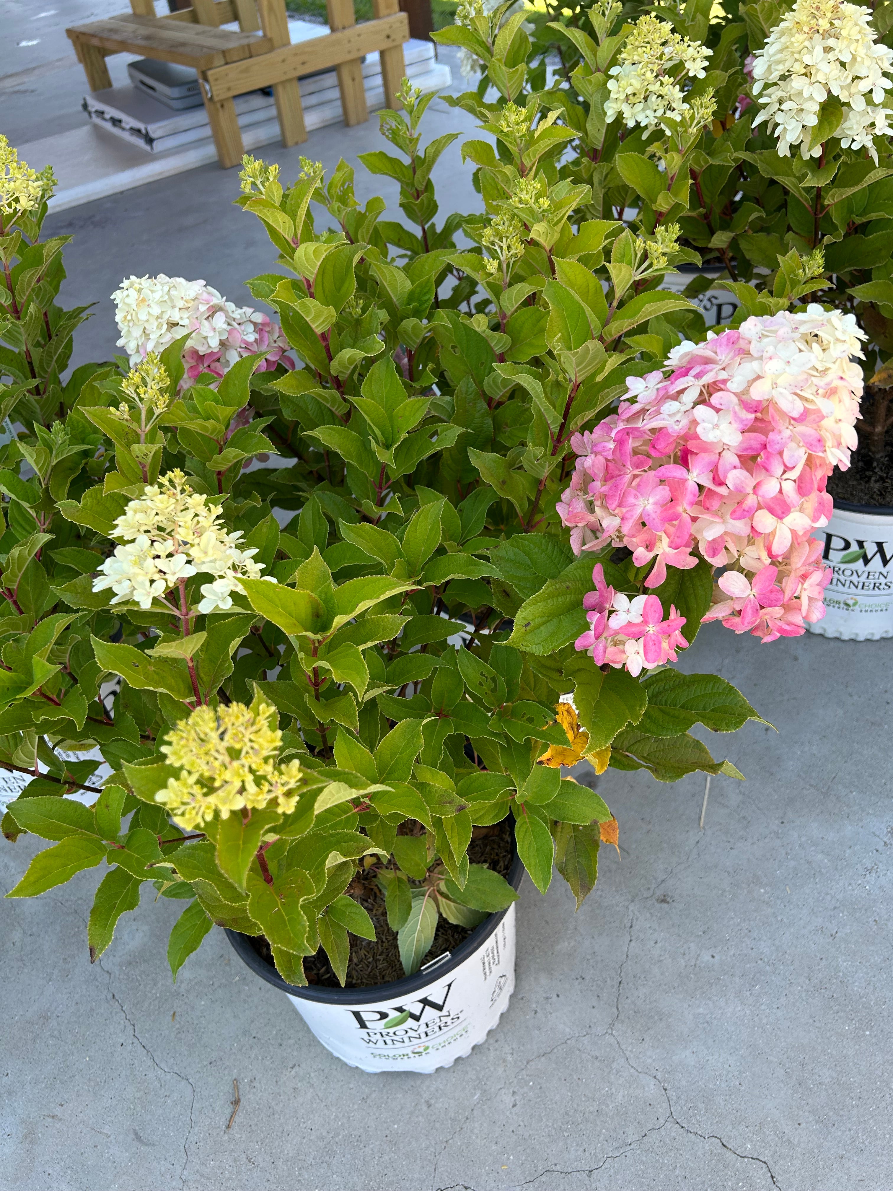 Hydrangea Quick fire fab