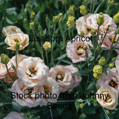 Mixed Trays-Late Seeded