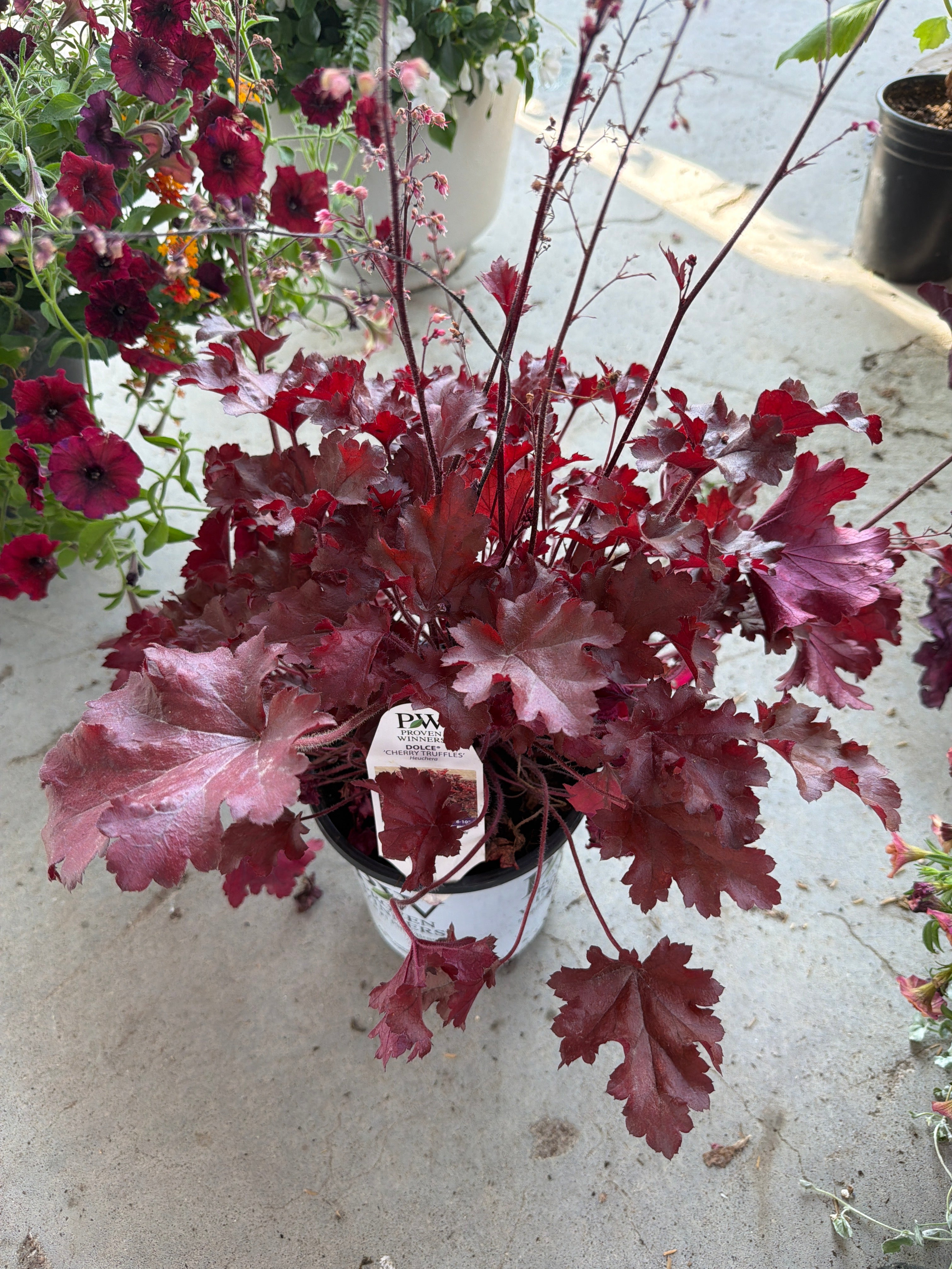 Cherry Truffles Coral Bell