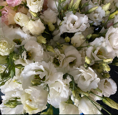 Mariachi Lisianthus Plugs – Pure White