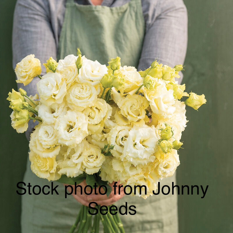 Voyage 2 Lisianthus Plugs – Yellow II