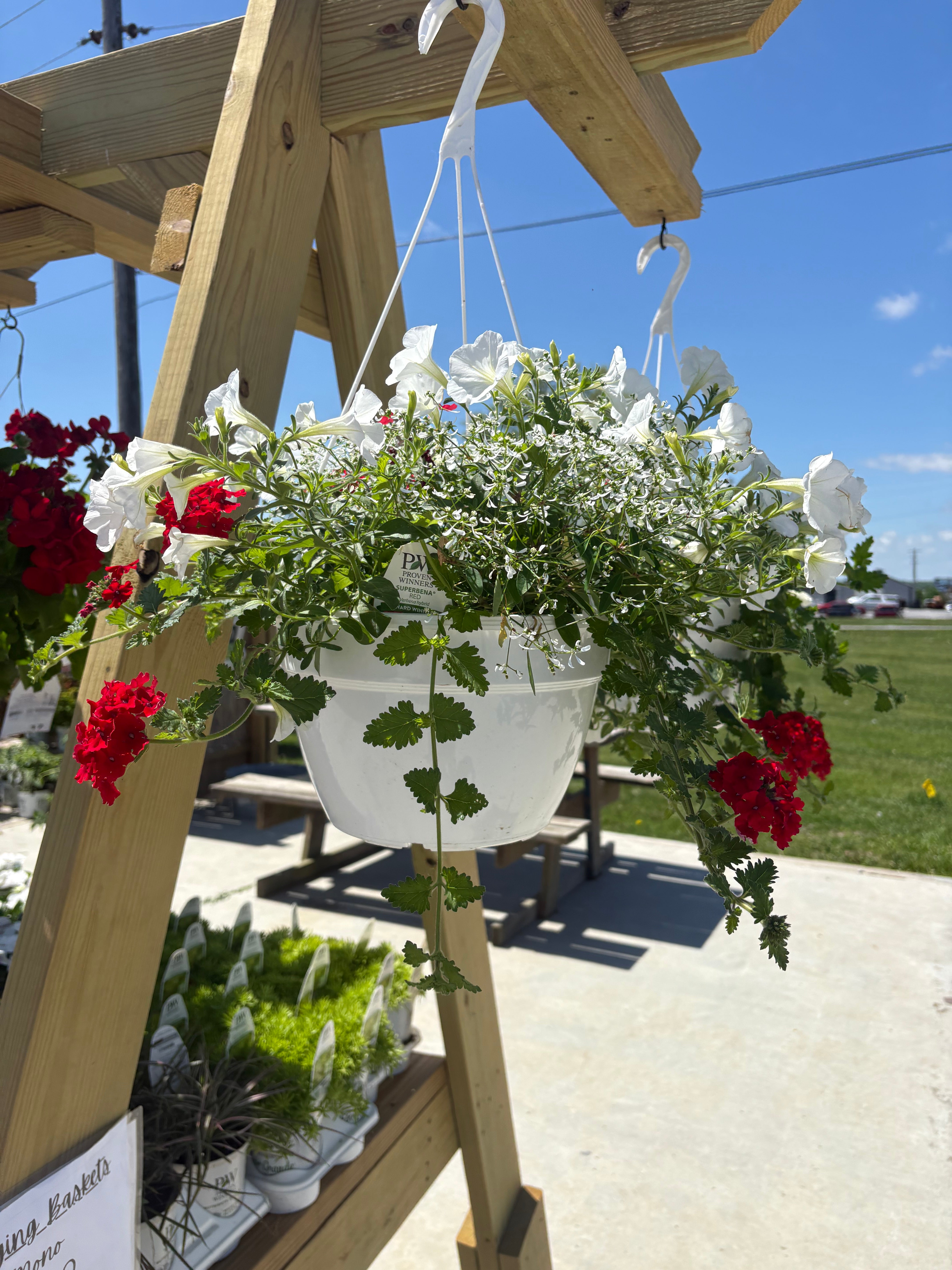 Mixed Hanging Basket