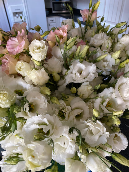 Mariachi / Arena Mix Lisianthus Plugs – Pure White & Red III