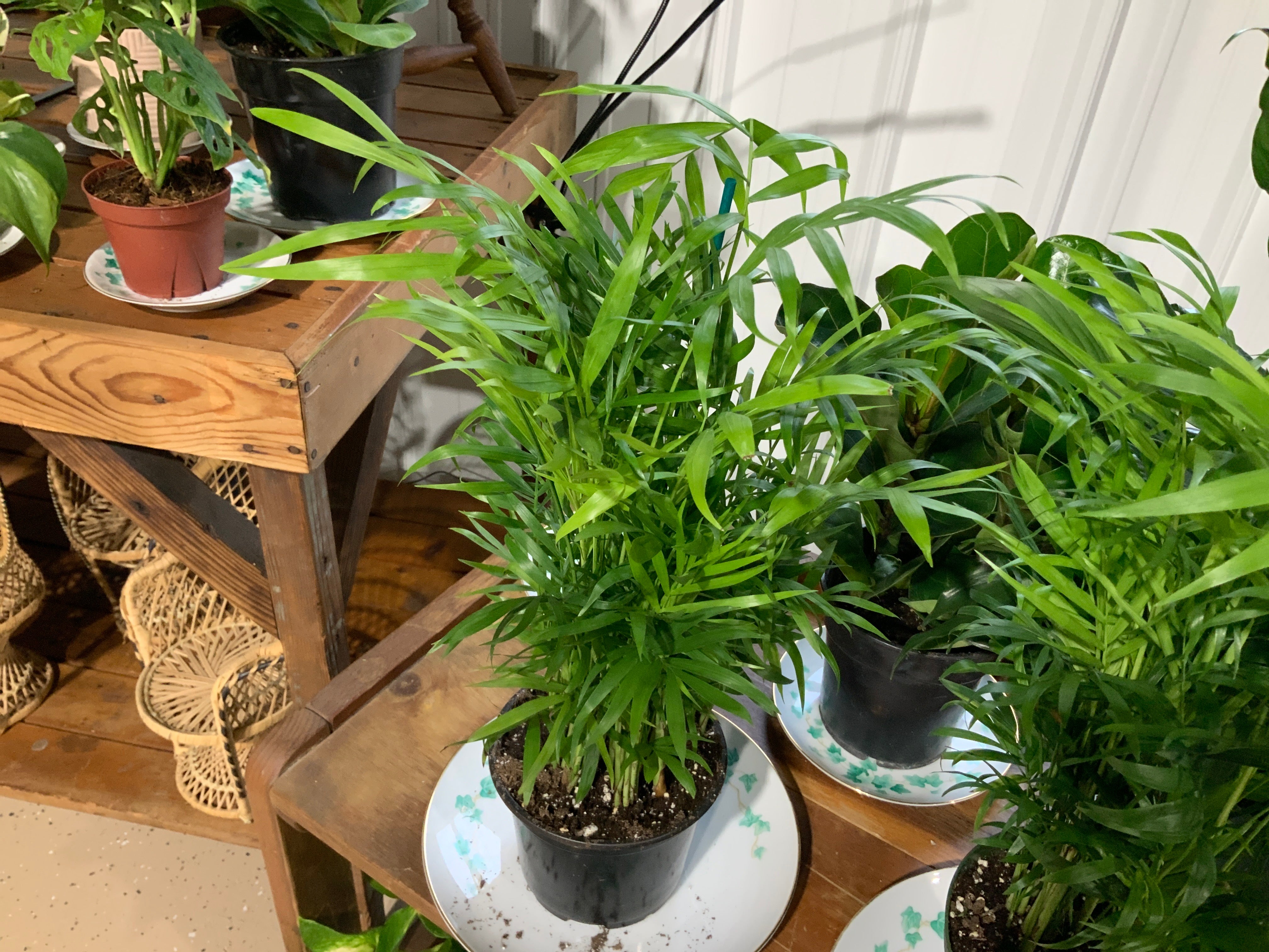 Neanthe Bella Palm- 6”