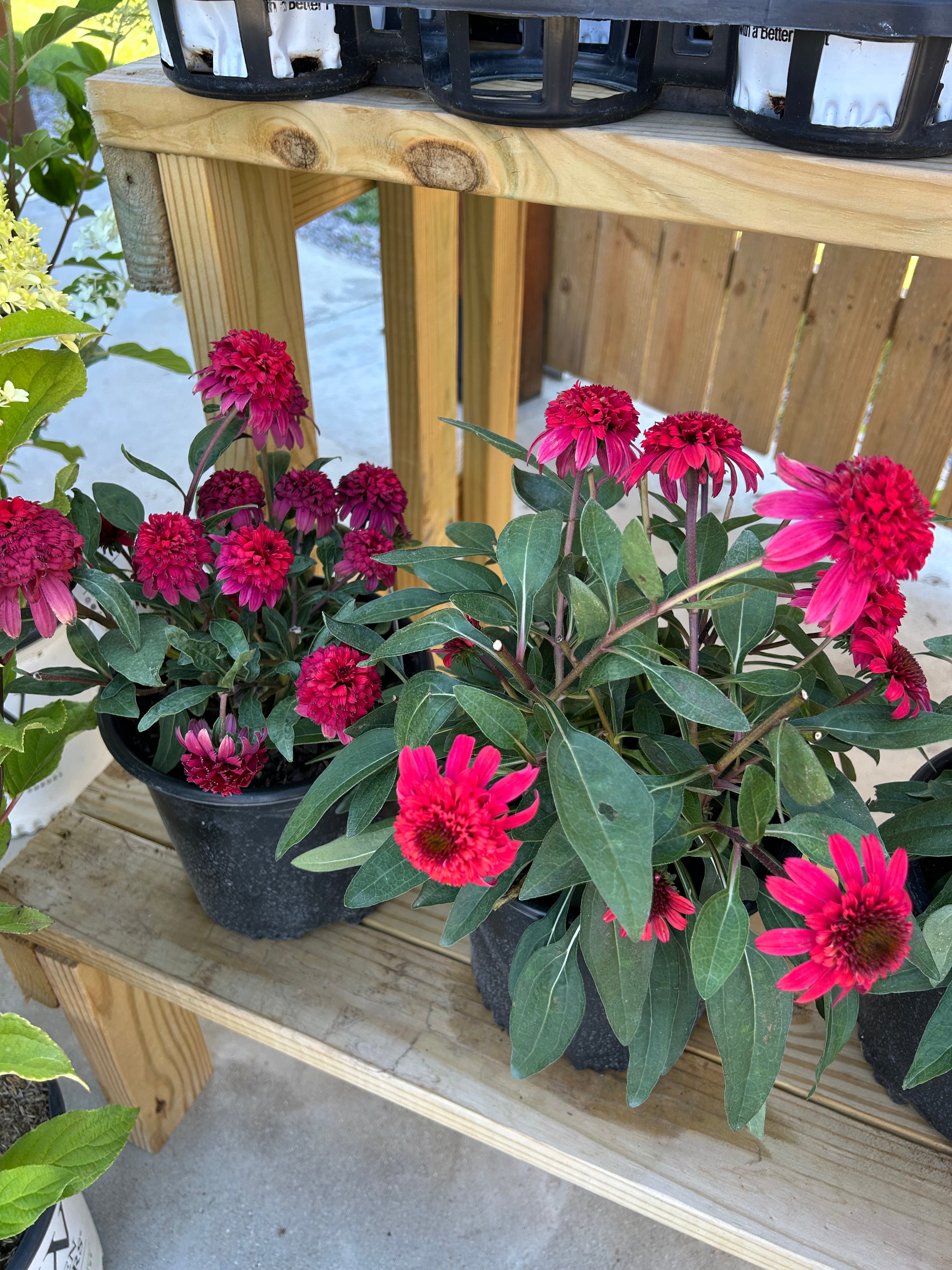 Echinacea Double Scoop Strawberry Deluxe