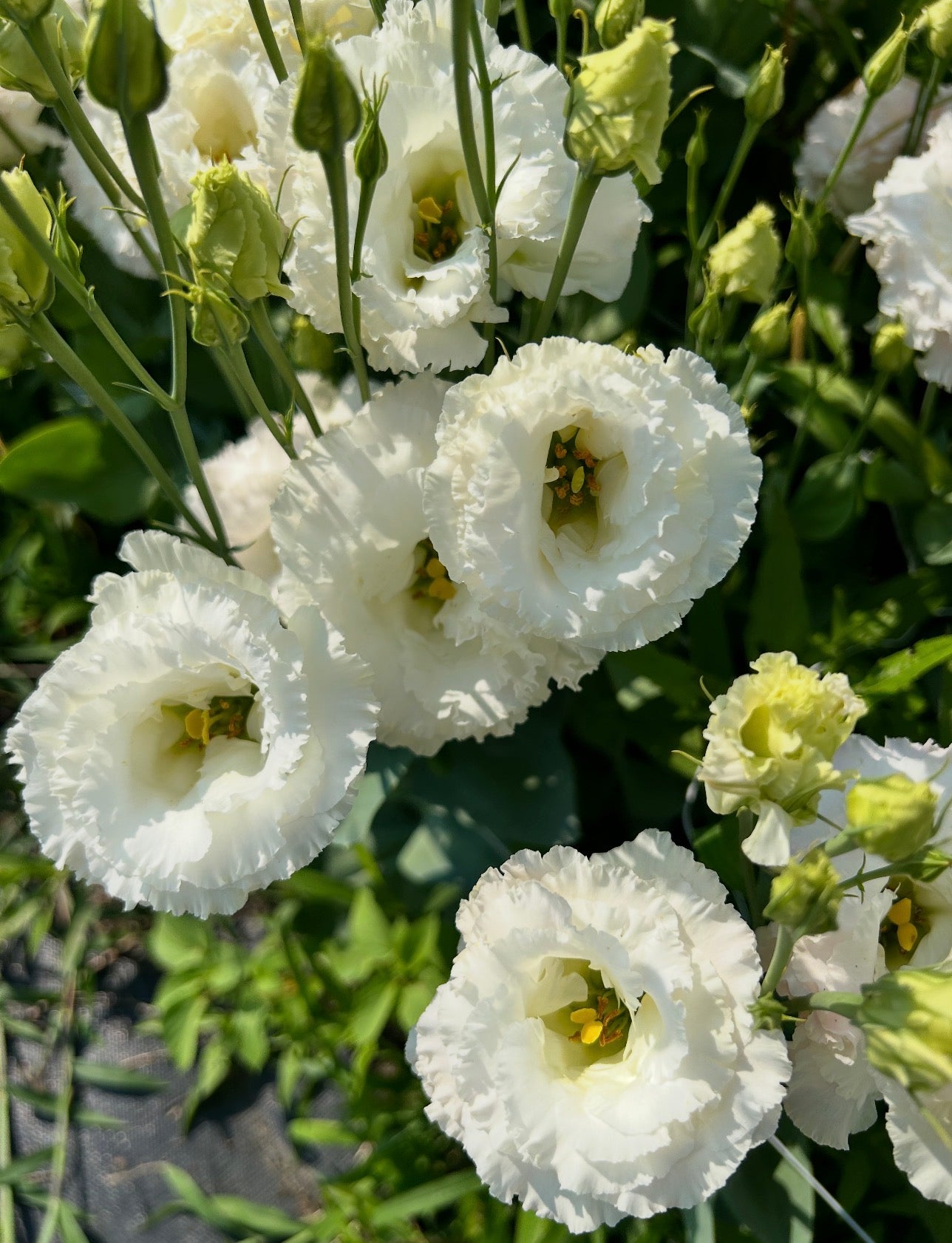 Voyage 2 Lisianthus Plugs – White Improved