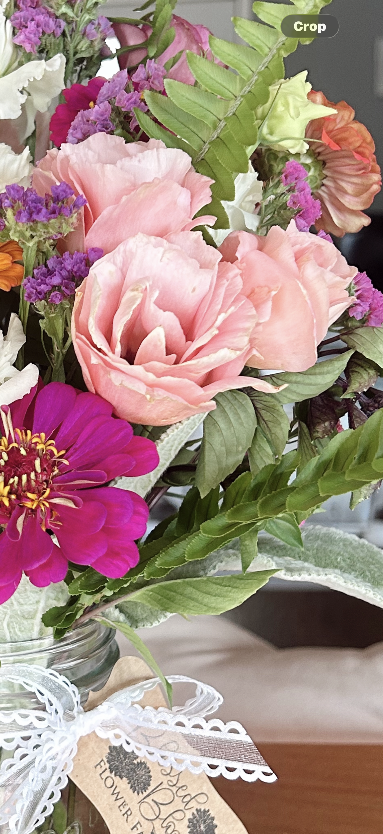 Arena Lisianthus Plugs – Apricot