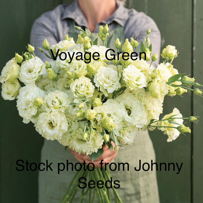 Mixed Trays-Late Seeded