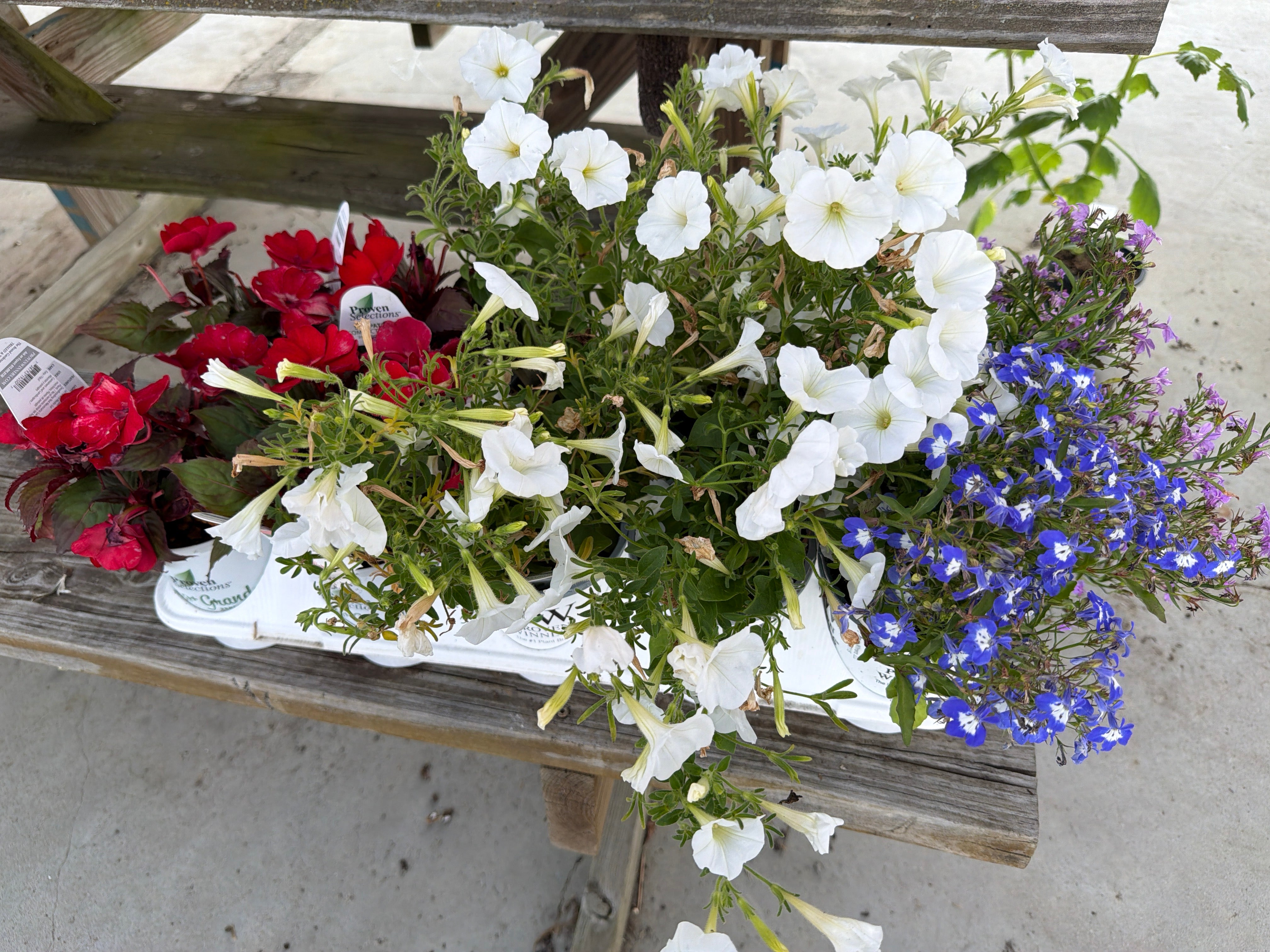 Plant Bundle #5
