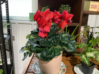 Blooming Cyclamen- Large