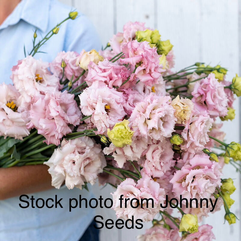 Voyage 2 Lisianthus Plugs – Pink 2 Improved