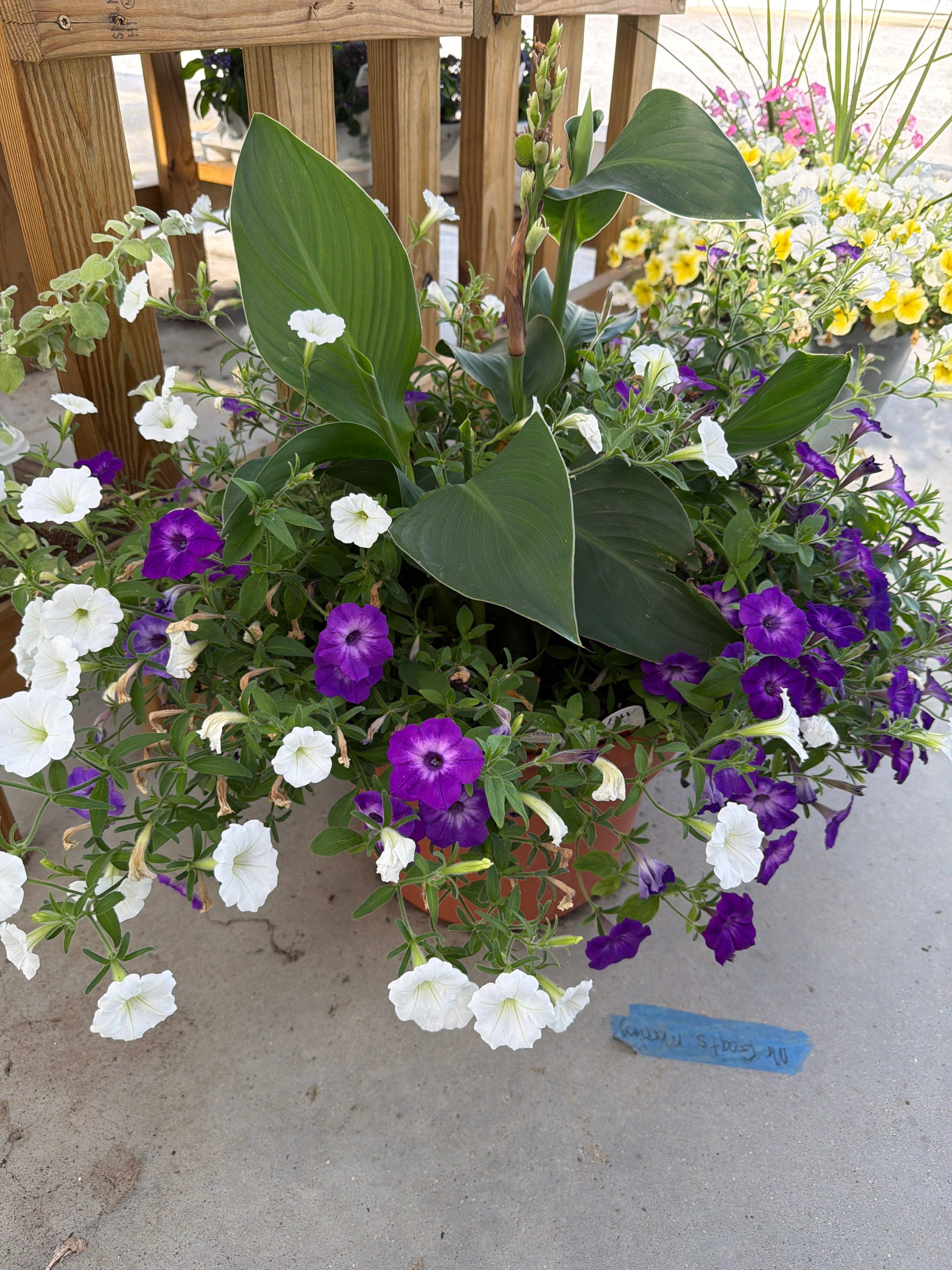 Premium Sun Planter 2￼