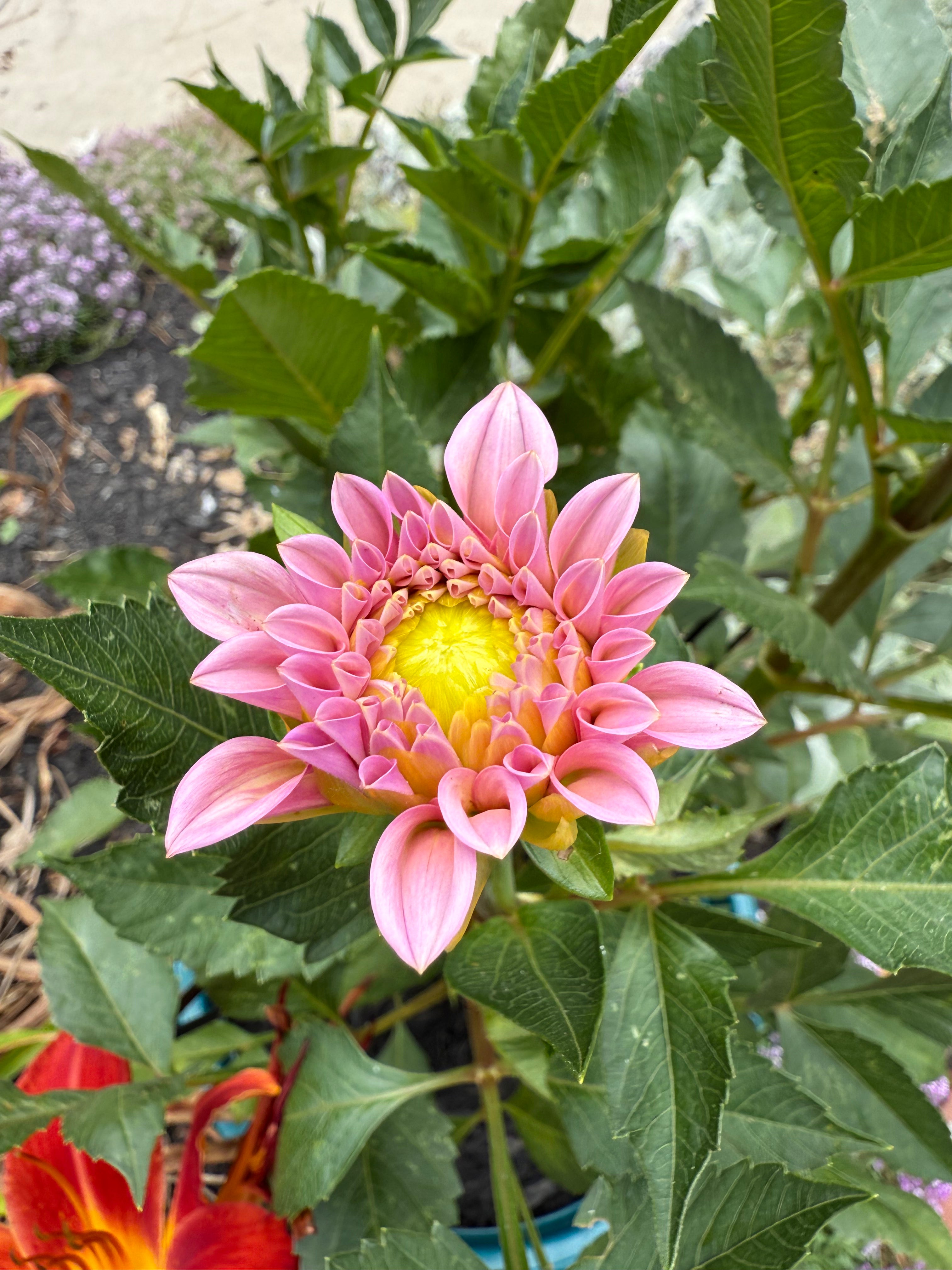 Pink flower with green leaves in a garden setting