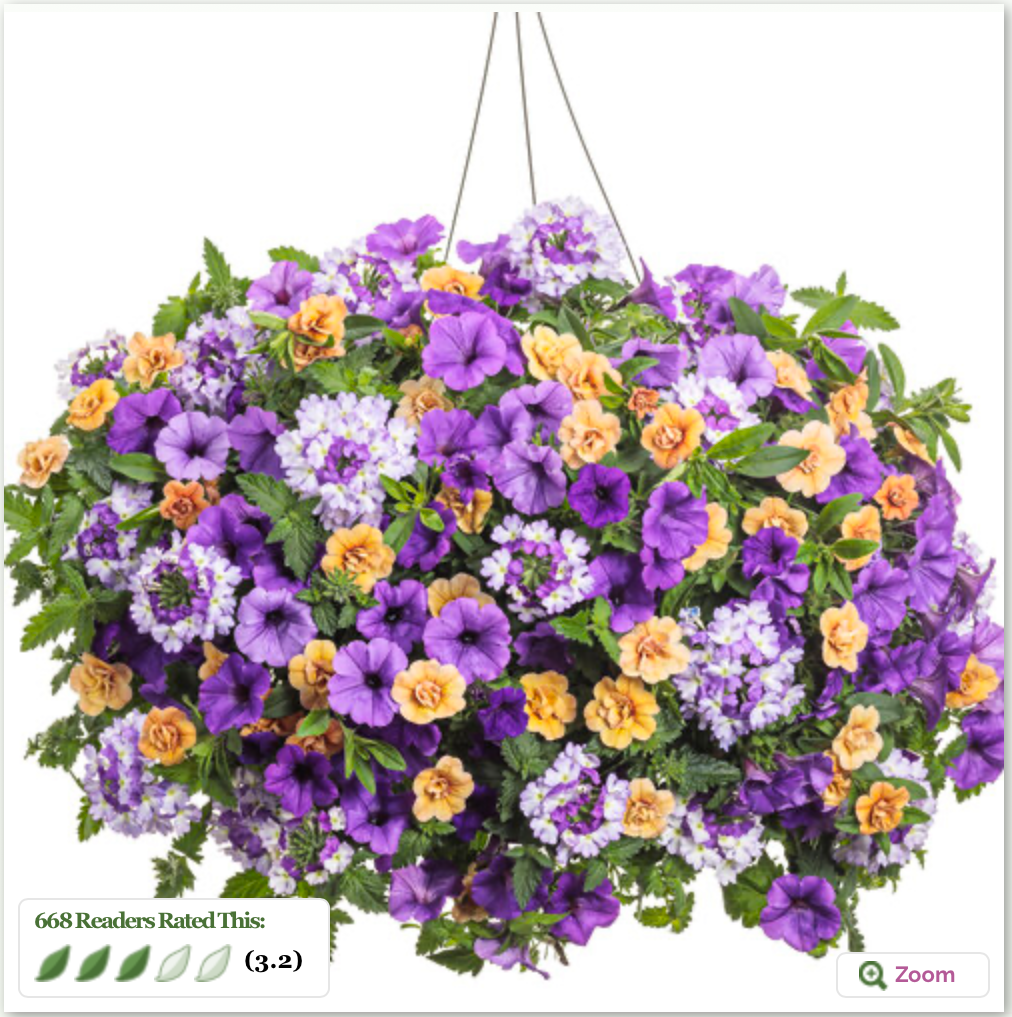 Polar Peach Premium (PROVEN WINNERS®)
