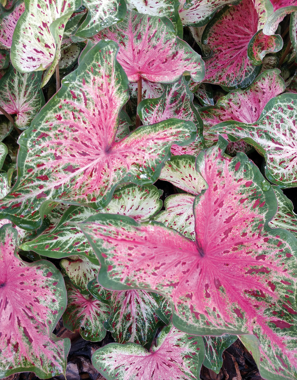 Heart to Heart® ‘Heart and Soul’ Caladium (PROVEN WINNERS®)