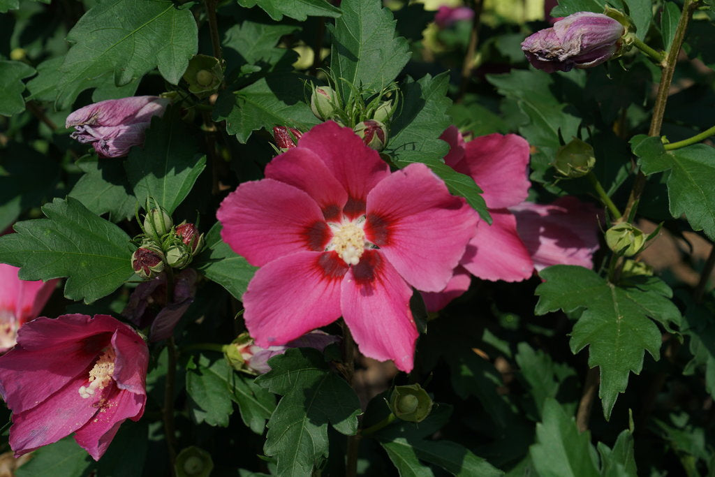 Paraplu Rouge™ Hibiscus (PROVEN WINNERS®)