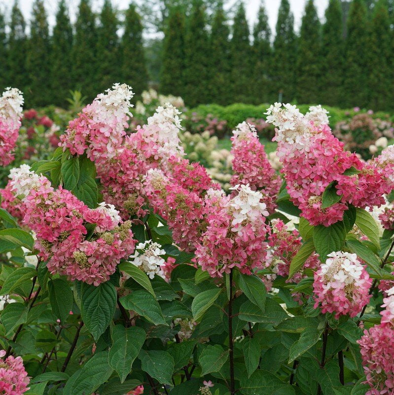 Pinky Winky Prime Hydrangea – Hardy Panicle Shrub – Proven Winners® Perennial