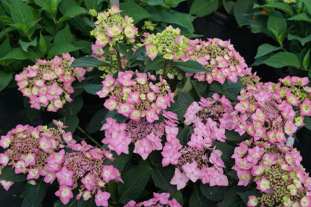 Can Do! Let's Dance Hydrangea (PROVEN WINNERS®)