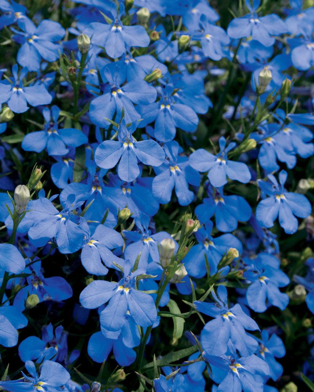 Compact Blue w/ Eye Lobelia (PROVEN WINNERS®)