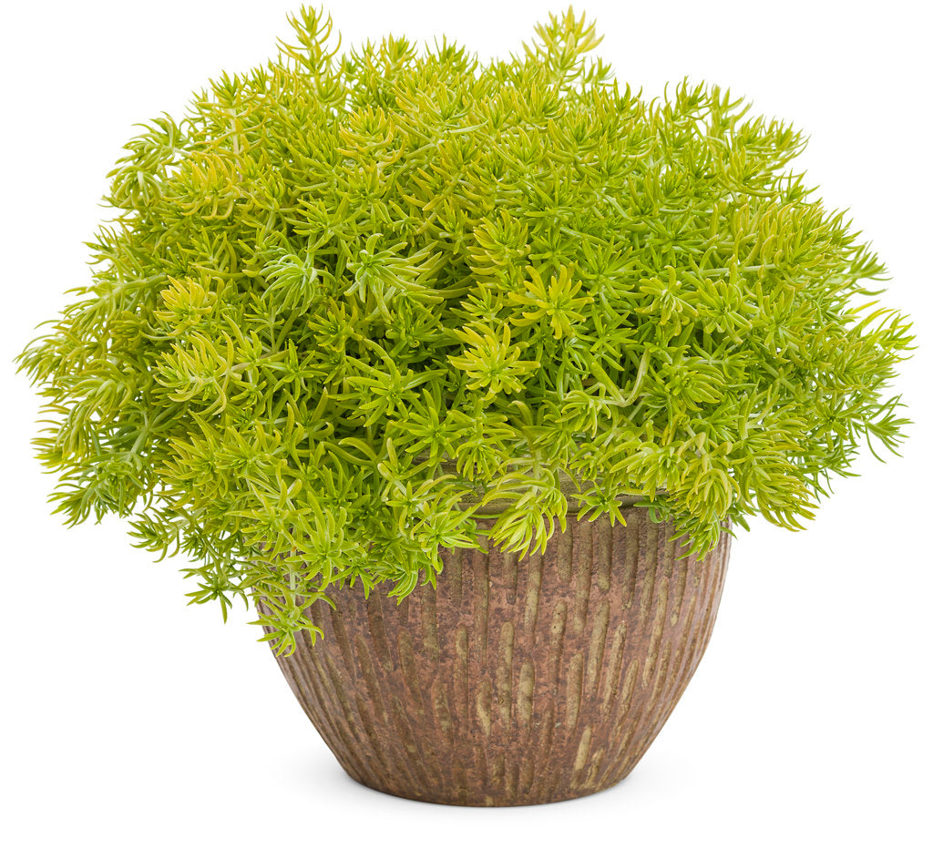 Lemon Coral (PROVEN WINNERS®)