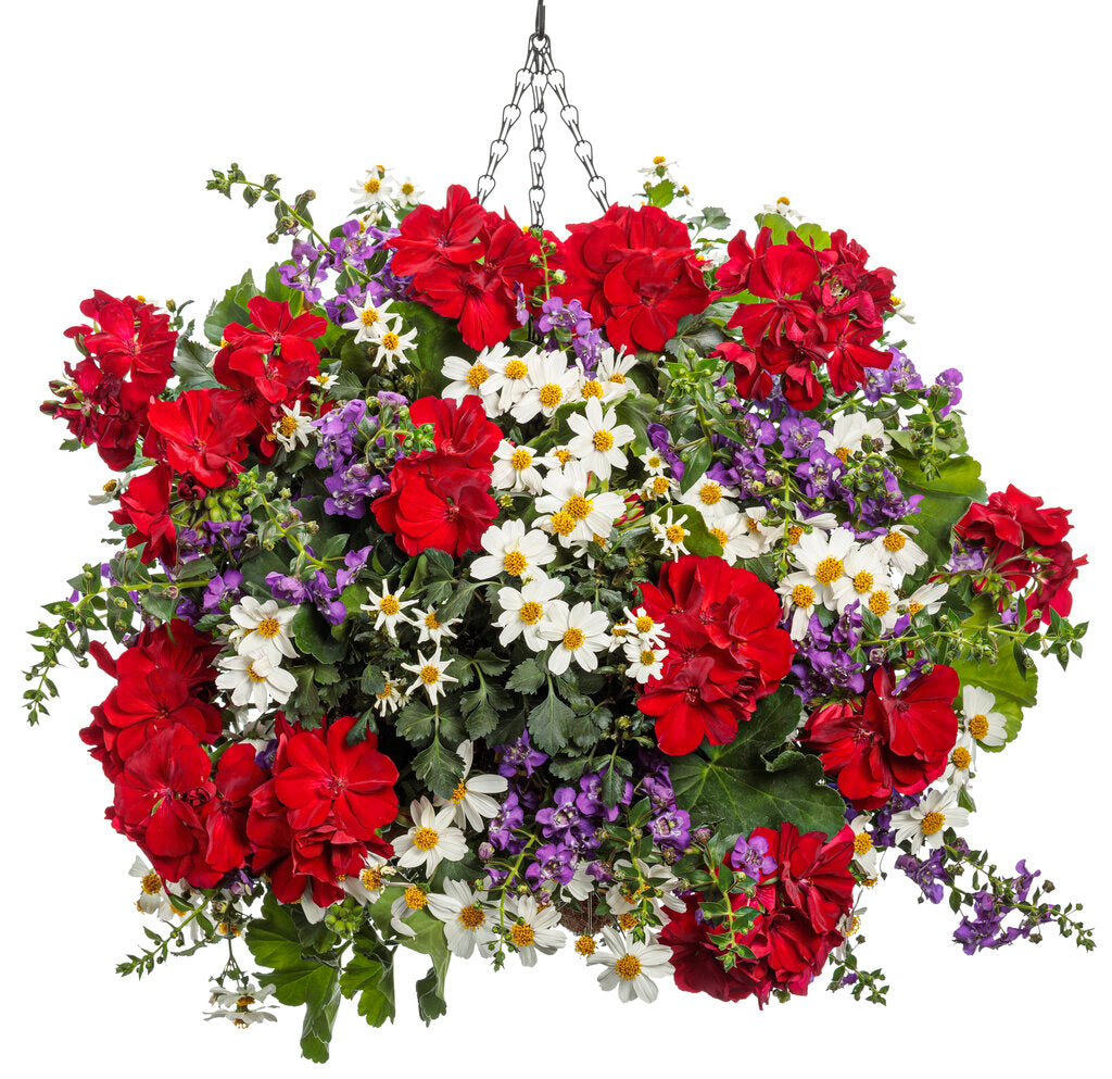 Boldly Red Geranium Hanging Basket (PROVEN WINNERS®)