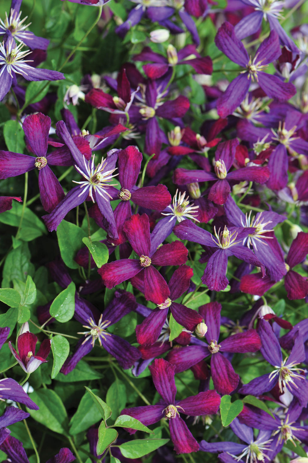 Sweet Summer Love Clematis – Fragrant Climbing Vine – Proven Winners® Perennial