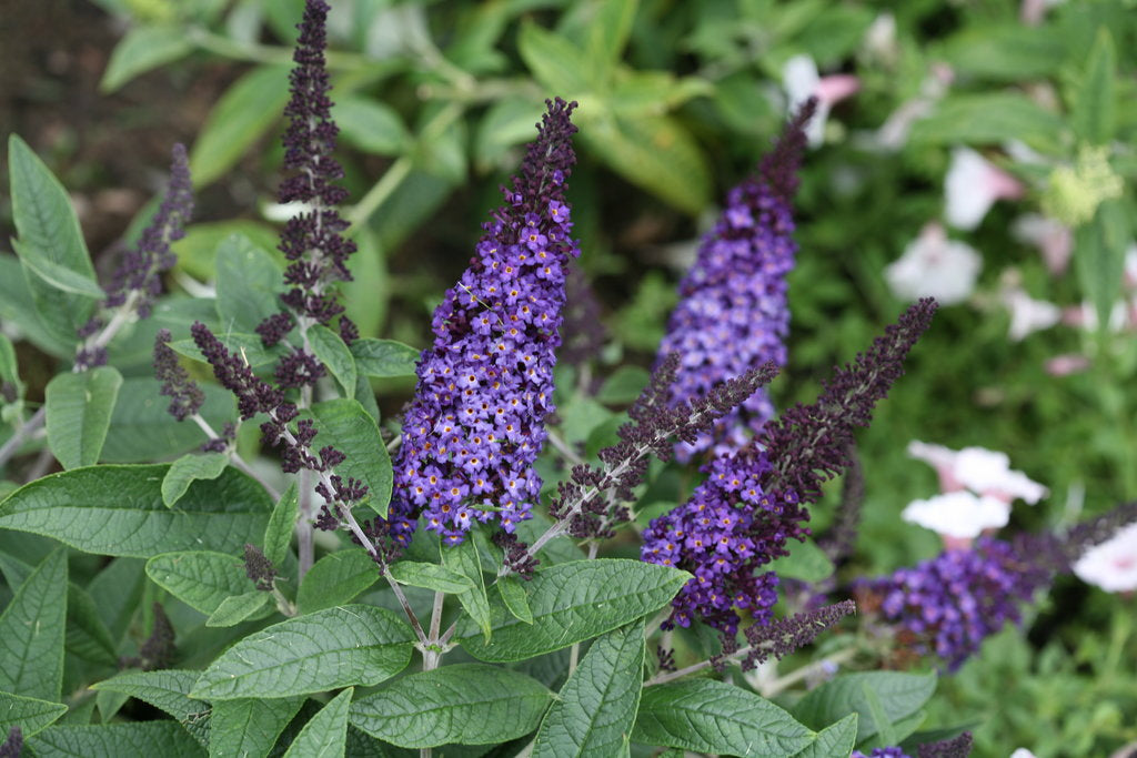 Pugster Blue Buddleia – Compact Butterfly Bush – Proven Winners® Perennial Shrub