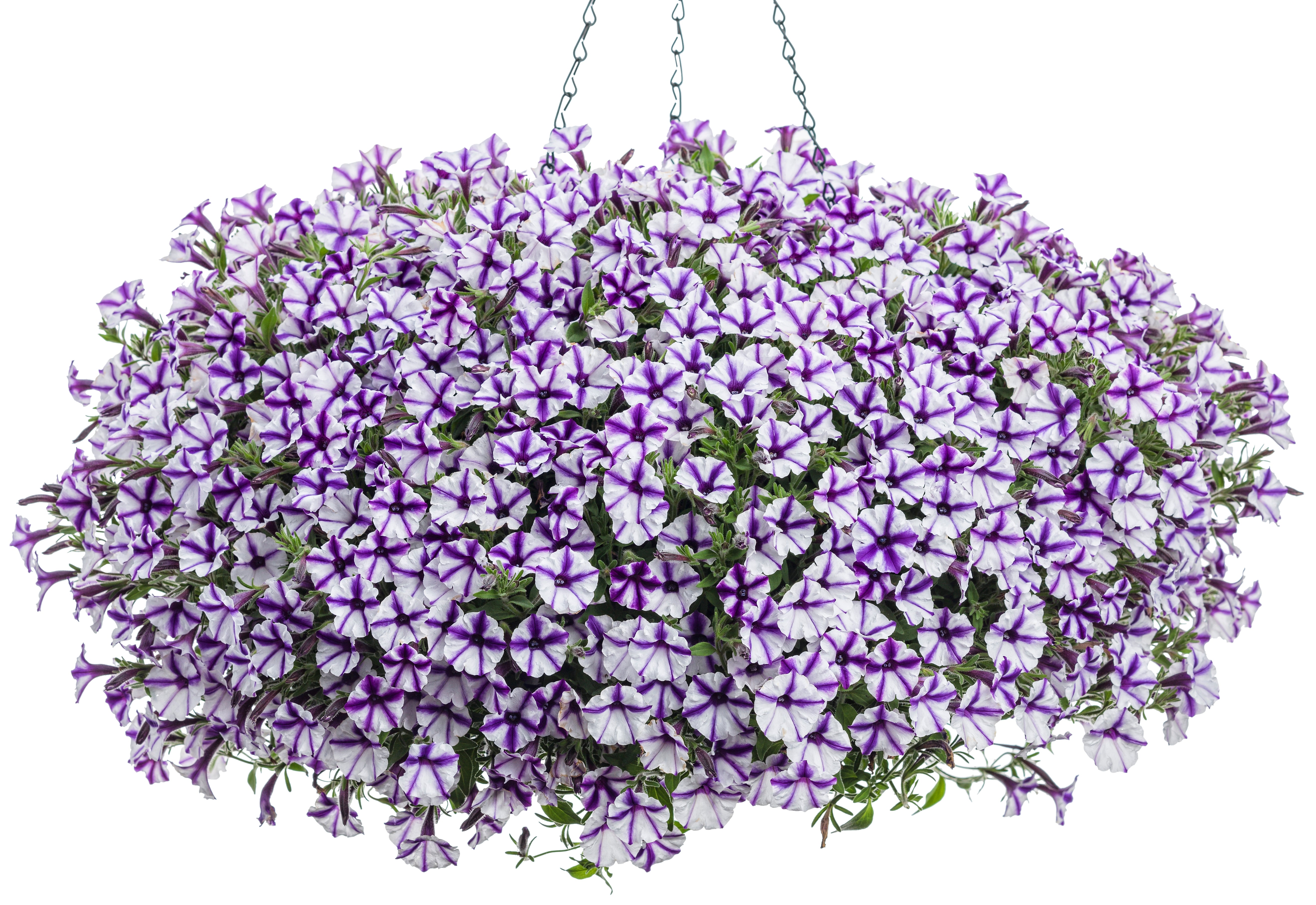Mini Vista Violet Star Supertunia (PROVEN WINNERS®)