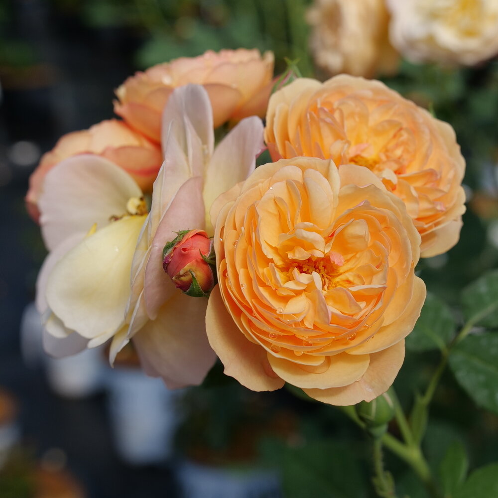 Honey‑Apricot Flavorette Rosa (PROVEN WINNERS®)