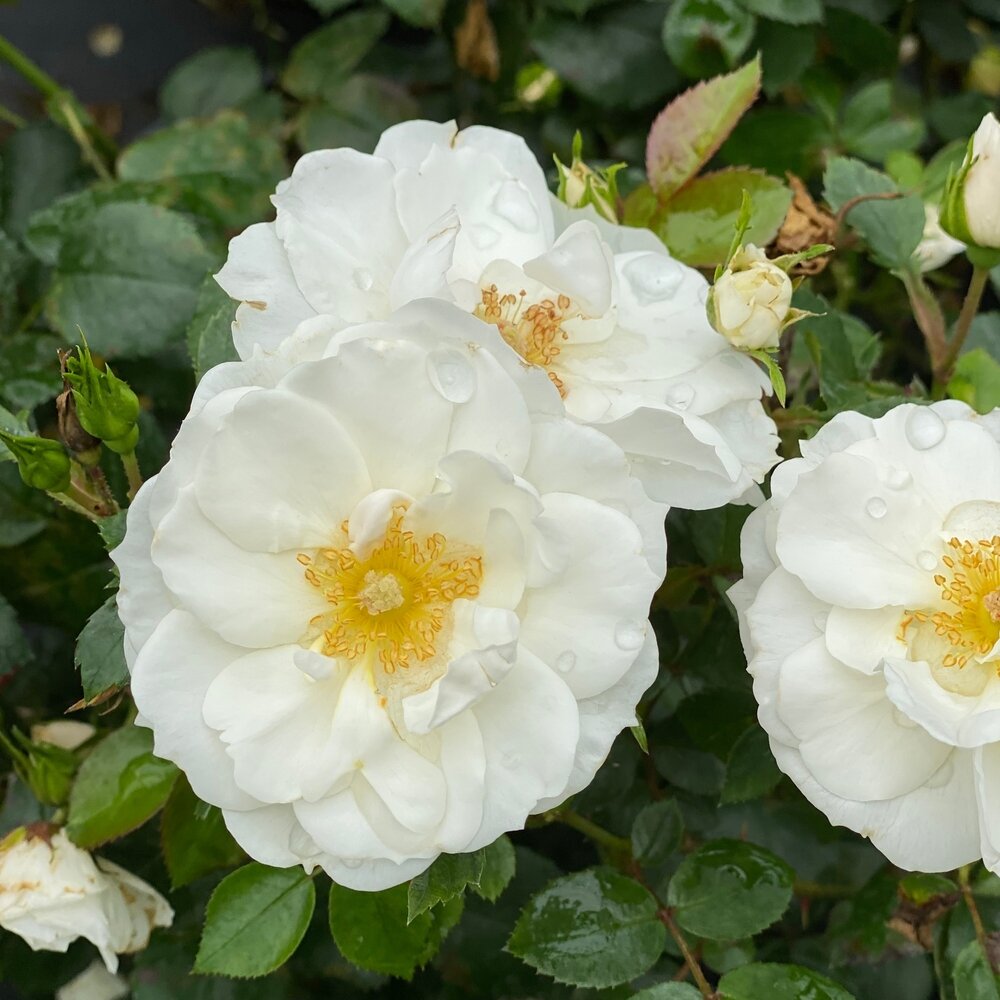 Ice Bay Oso Easy Rosa (PROVEN WINNERS®)