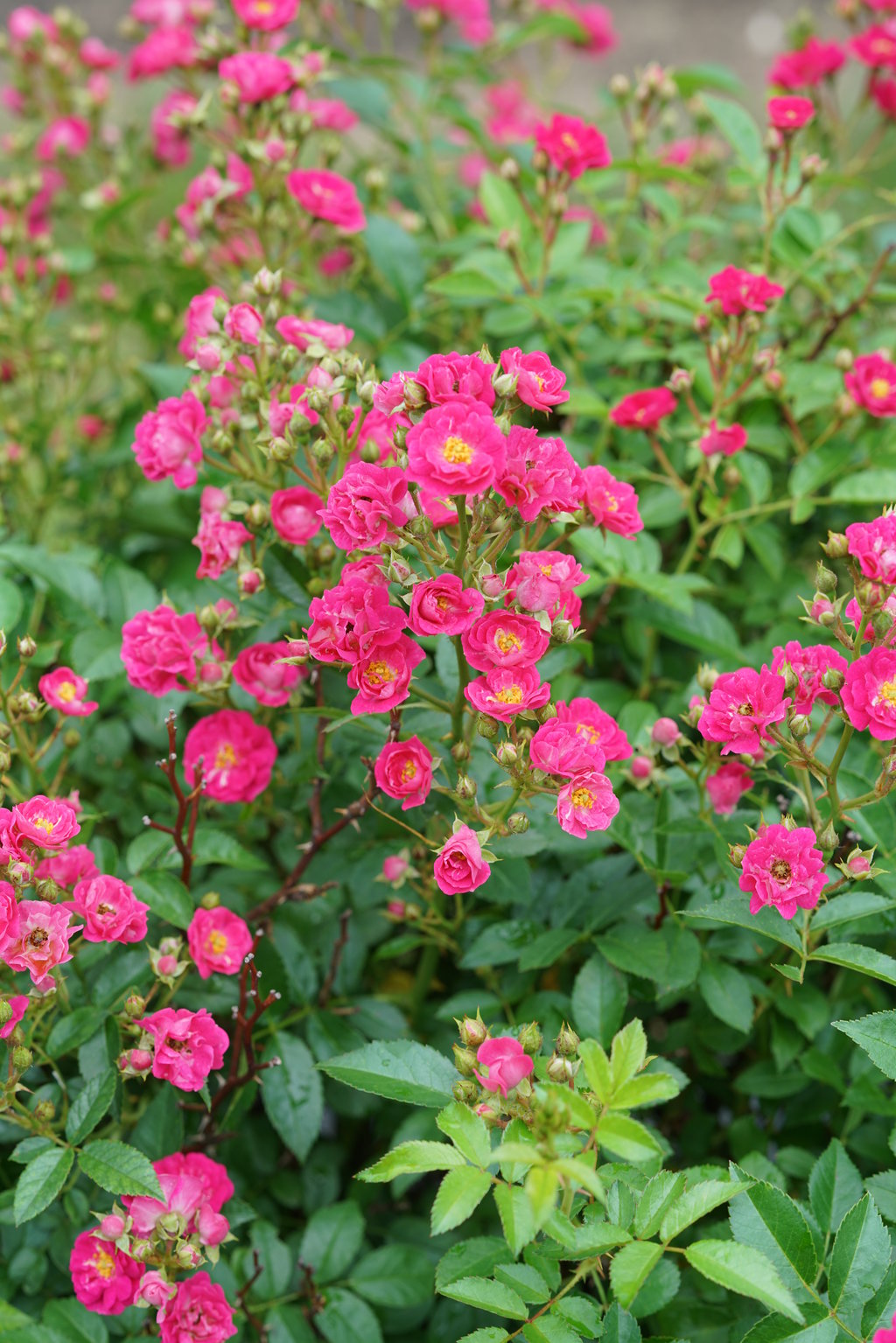 Oso Easy® Peasy® Rose (PROVEN WINNERS®)