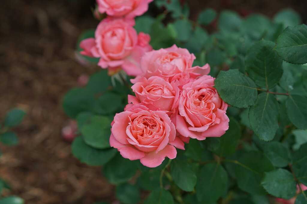Coral Reminiscent Rose (PROVEN WINNERS®)