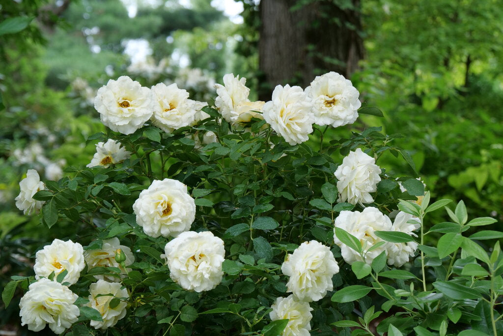 Crema Reminiscent Rose (PROVEN WINNERS®)
