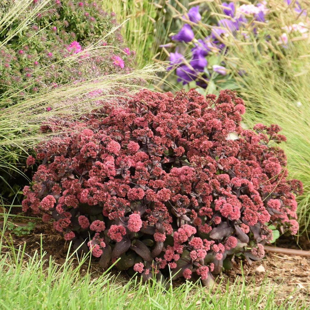 Rock ’N Round® ‘Midnight Velvet’ Sedum (PROVEN WINNERS®)
