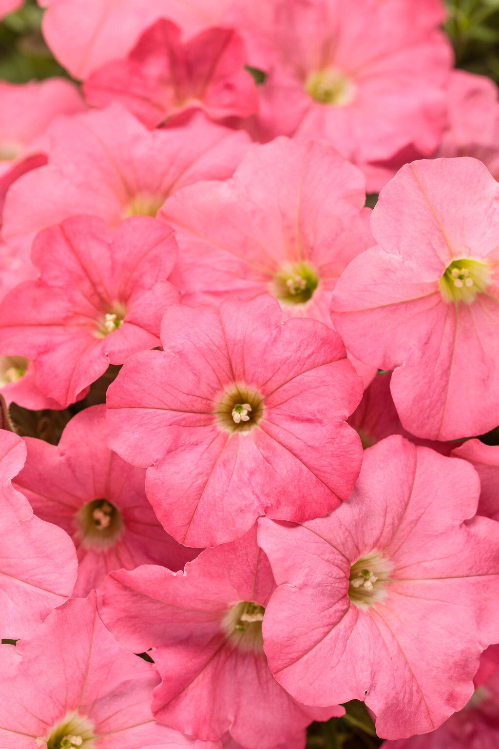 Bermuda Beach Supertunia Basket (PROVEN WINNERS®)