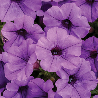 Mini Vista Supertunia Indigo – Proven Winners® Trailing Petunia – Vibrant Purple Annual