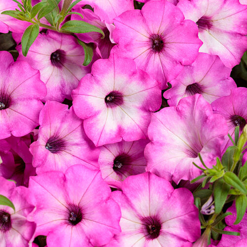 Supertunia Pink Tiara – Proven Winners® Mounded Petunia – Bright Pink Annual Flower